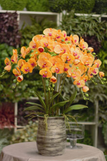 S$210 (S$228.90 incl. GST)